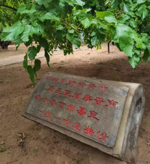 雨中采风夏津行，古道黄河追忆诗情